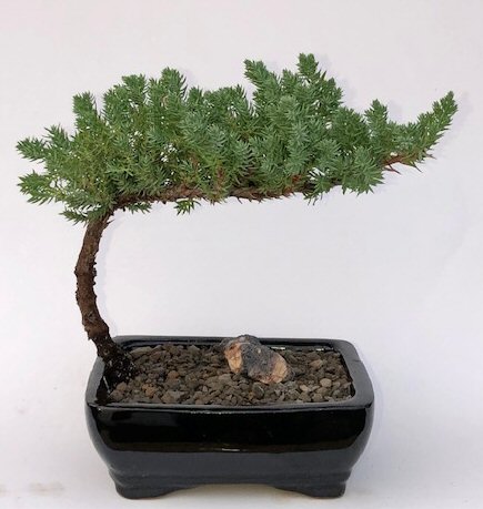 Medición impaciente Izar Juniper Bonsai Tree-Small (Juniper Procumbens "nana")