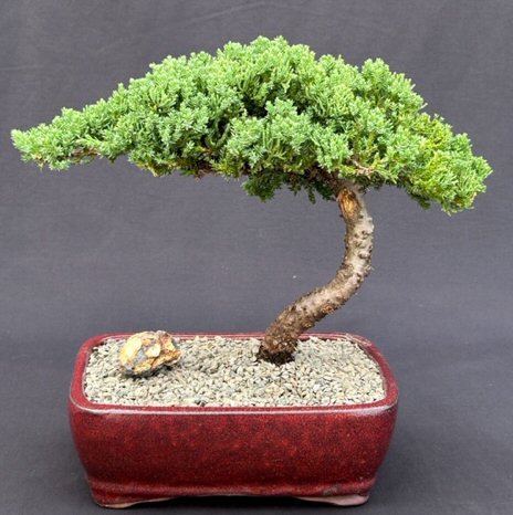 Destrucción patrimonio Misionero FREE SHIPPING ON THIS TREE Juniper Bonsai Tree - Large (Juniper Procumbens  "nana")