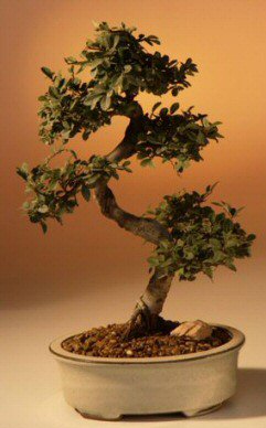 thumbnail image 2 of AWESOME! Beautiful Chinese Pistache Pre-Bonsai, 12 Years, HUGE TRUNK 2 of 12