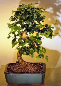 Flowering Ligustrum Bonsai Tree with Curved Trunk (ligustrum lucidum)