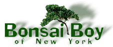 Welcome to Bonsai Boy of New York - bonsai trees, plants and accessories.