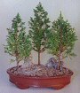 Outdoor Evergreen Bonsai Trees