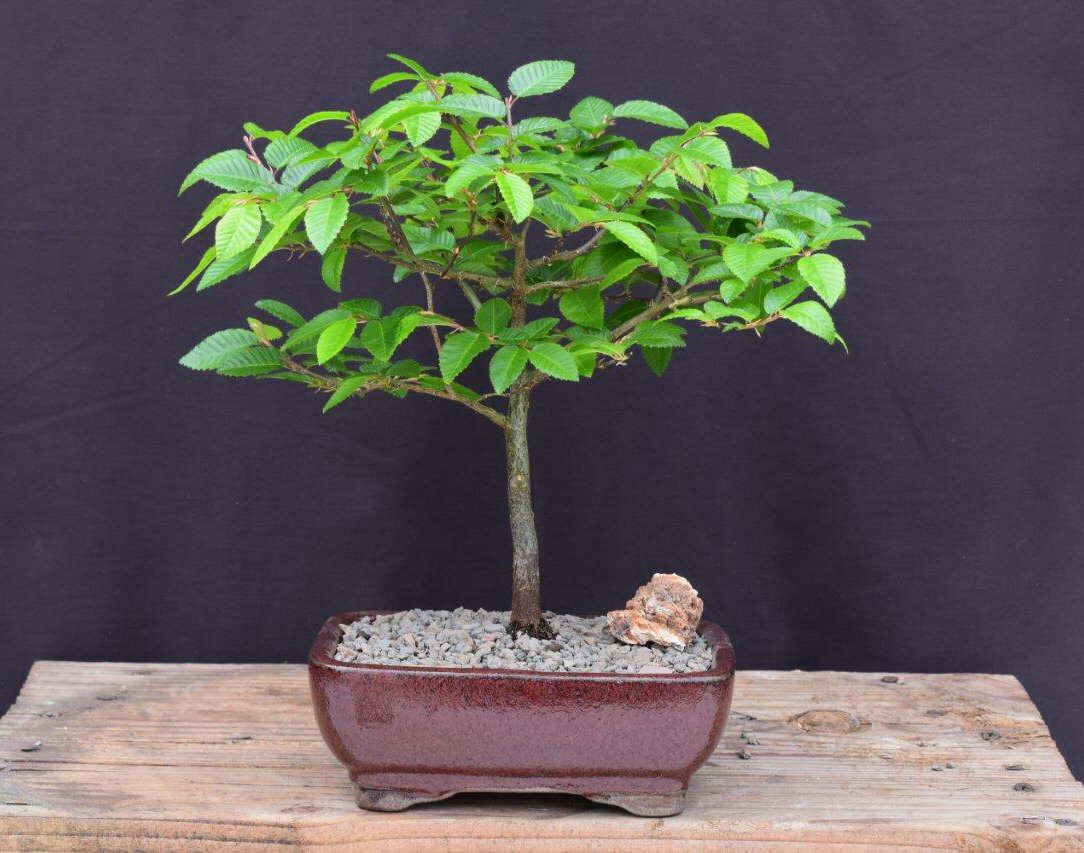 Imported Korean Hornbeam Bonsai Tree (No. TS-17)