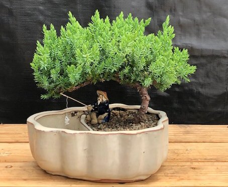 Juniper Bonsai TreeLand/Water Pot with Scalloped Edges - Medium(Juniper  Procumbens