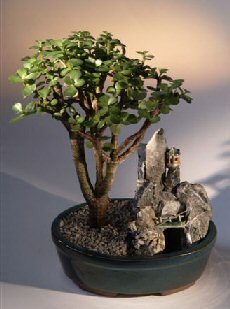 Baby Jade Bonsai Tree - Stone Landscape Scene (portulacaria afra)