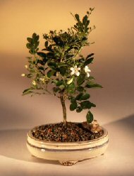 Fragrant Shrub Bonsai 20 Fresh Viable Seeds Murraya Paniculata Orange Jasmine 