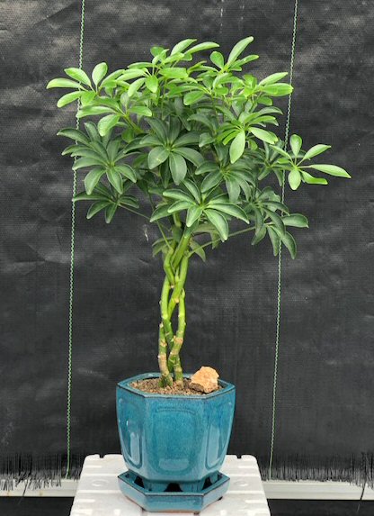 Hawaiian Umbrella Bonsai Tree - Braided Twist  (Arboricola Schefflera 'Luseanne')