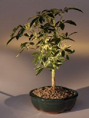 Golden Hawaiian Umbrella Bonsai Tree - Small<br><i>(arboricola schefflera 'luseanne')</i>