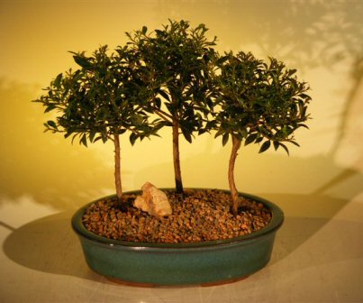 thumbnail interactive-video image 1 of Dwarf Cherry Blossom Bonsai – Live Eugenia Myrtifolia – 5 Years Old, 6 1 of 2