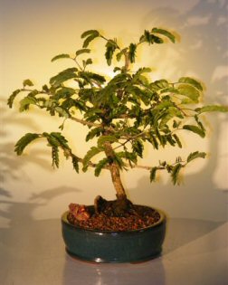 bonsai lignum vitae ironwood tree flowering bonsaiboy catalog