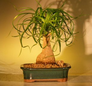 Ponytail Palm - Medium <br>(beaucamea recurvata)