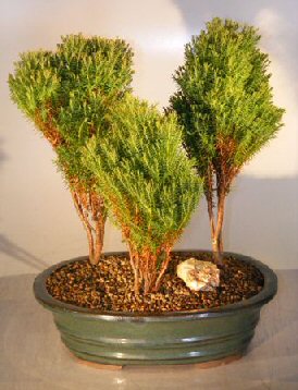 Thuja occidentalis (Arborvitae, Northern Whitecedar)