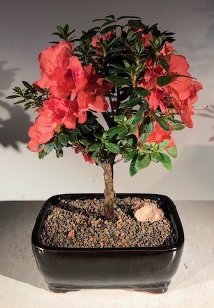 Flowering Tropical Duc De Rohan Azalea Bonsai Tree (southern indica)