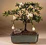 Flowering Bonsai