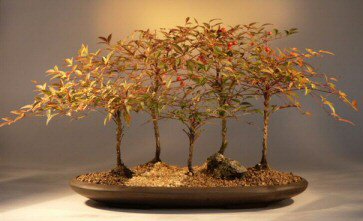 Heavenly Bamboo Bonsai Tree - Large(nandina domestica 'firepower')