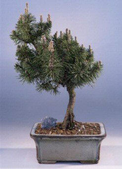 Mugo Pine Bonsai Tree(pinus mugo 'ironside')