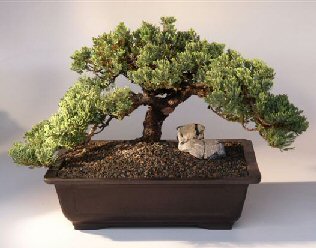 thumbnail image 2 of Juniper Bonsai Tree – Small Juniper Procumbens Nana, 3 Years Old, 5-6" Tall 2 of 5