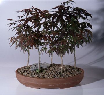 Japanese Red Maple Bonsai Tree 5 Tree Forest Group Acer Palmatum Atropurpurea