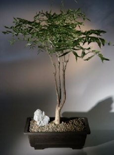 Dwarf Wisteria Bonsai Starter Kit