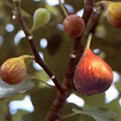 fig figs turkey brown tree ficus carica fruit maryland growing years trees university extension ripe hardy 4m tough same popular