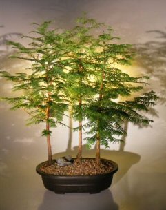 Grow Your Own Bonsai Tree Kit Plentree Tree Bonsai 50 Pcs Red Forest Potted s Metasequoia glyptostroboides 50 pcs 