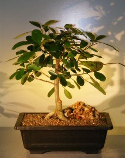 Ficus Bonsai Tree Root Over Rock Ficus Natalensis