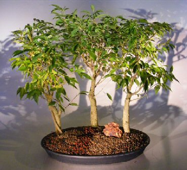 Ficus Bonsai