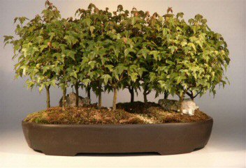 Trident Maple Bonsai Tree Acer Buergerianum