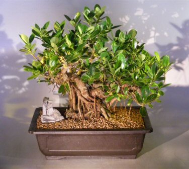 Emerald Mini bonsai artificial Ficus verde 32 cm 420002