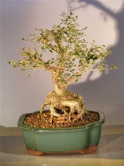 Dwarf Yaupon Holly(ilex vomitoria Dwarf')