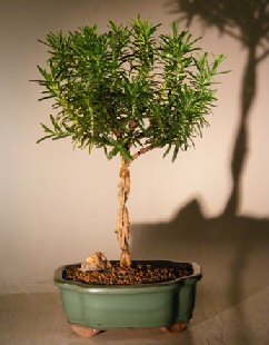 Rosemary Bonsai