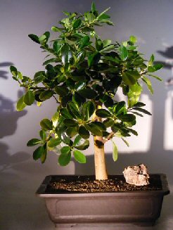 ficus esmeralda 5''/14'' ficus emerald tree live plant