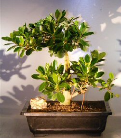 Emerald Mini bonsai artificial Ficus verde 32 cm 420002