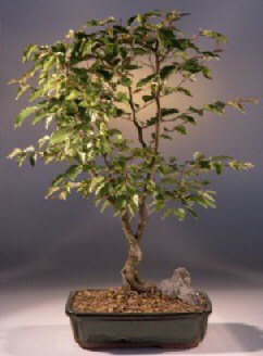 Imported Korean Hornbeam Bonsai Tree (No. TS-17)