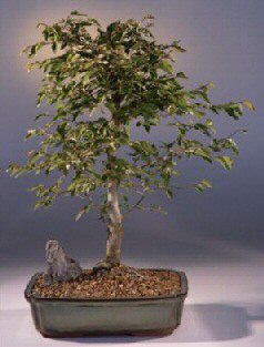 Imported Korean Hornbeam Bonsai Tree (No. TS-17)