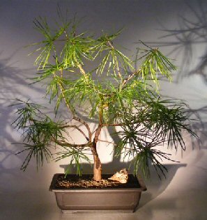Japanese Umbrella Pine Sciadopitys Verticillata
