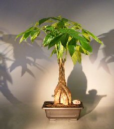 Bonsai braided sales money tree