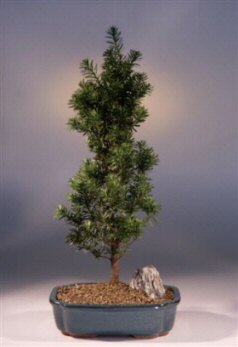 Yew Bonsai Tree Taxus Baccata