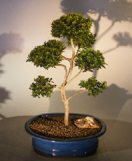 Image of Pom-pom tree as a bonsai