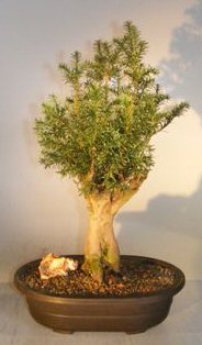 Hicks Yew Bonsai Tree Taxus X Media Hicksii