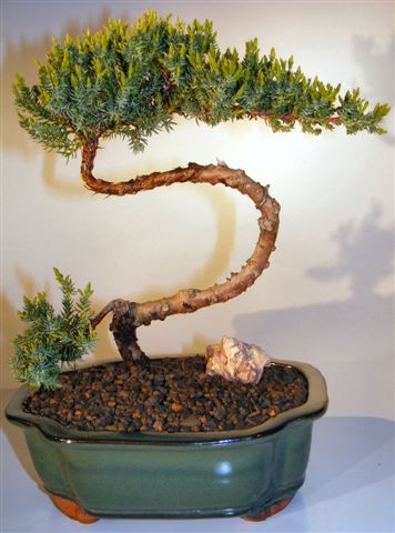 thumbnail image 2 of Juniper Bonsai Tree – Small Juniper Procumbens Nana, 3 Years Old, 5-6" Tall 2 of 5