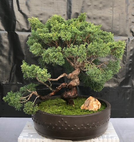Shimpaku Juniper Bonsai Tree Trained With Coiled Trunk Coiled Branches