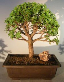 Baby Jade Bonsai Tree Portulacaria Afra