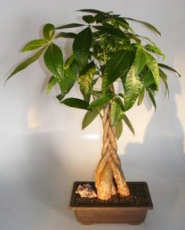 Bonsai braided sales money tree