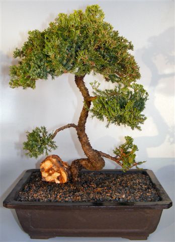 Juniper Bonsai Tree - Coiled Trunk (juniper procumbens nana)