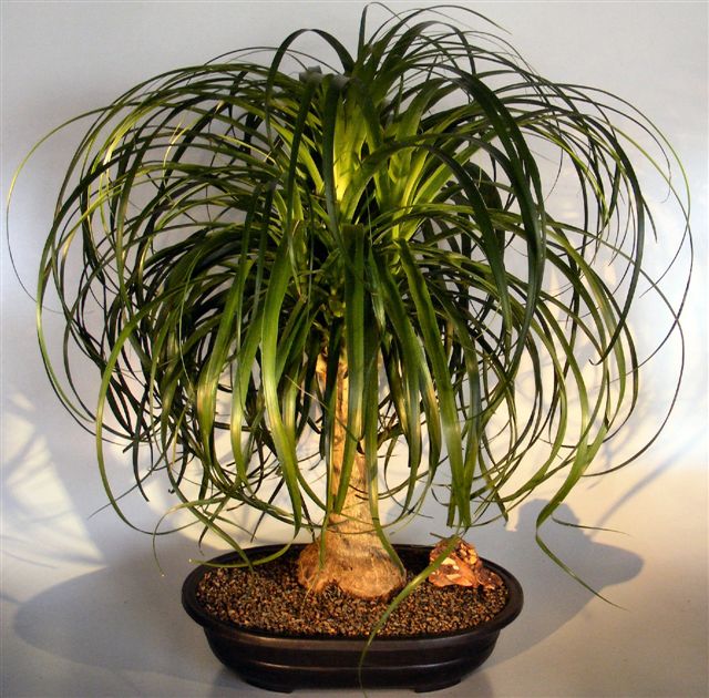 Ponytail discount palm bonsai