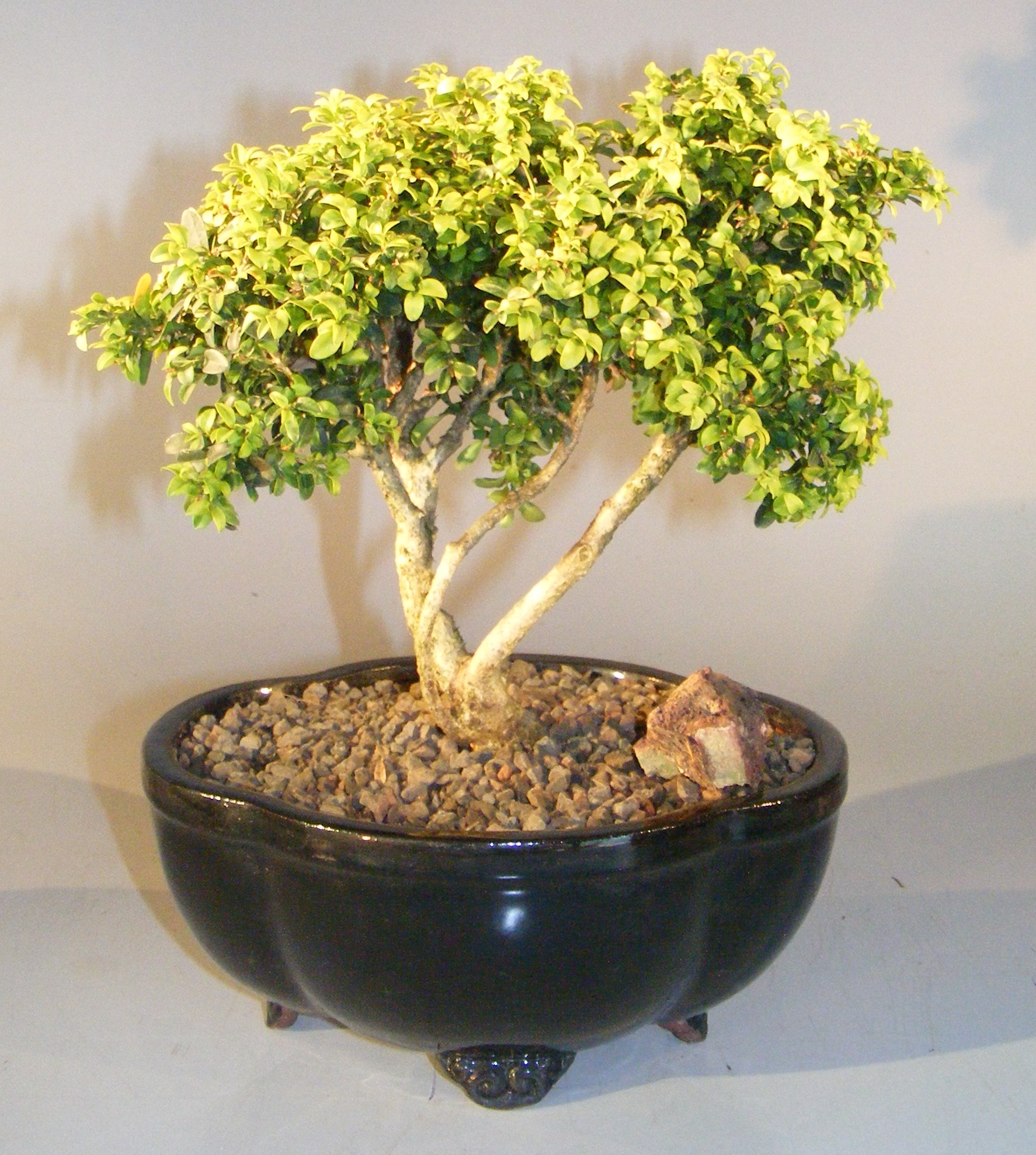 Japanese Kingsville Boxwood Bonsai Tree Buxus Microphylla Compacta