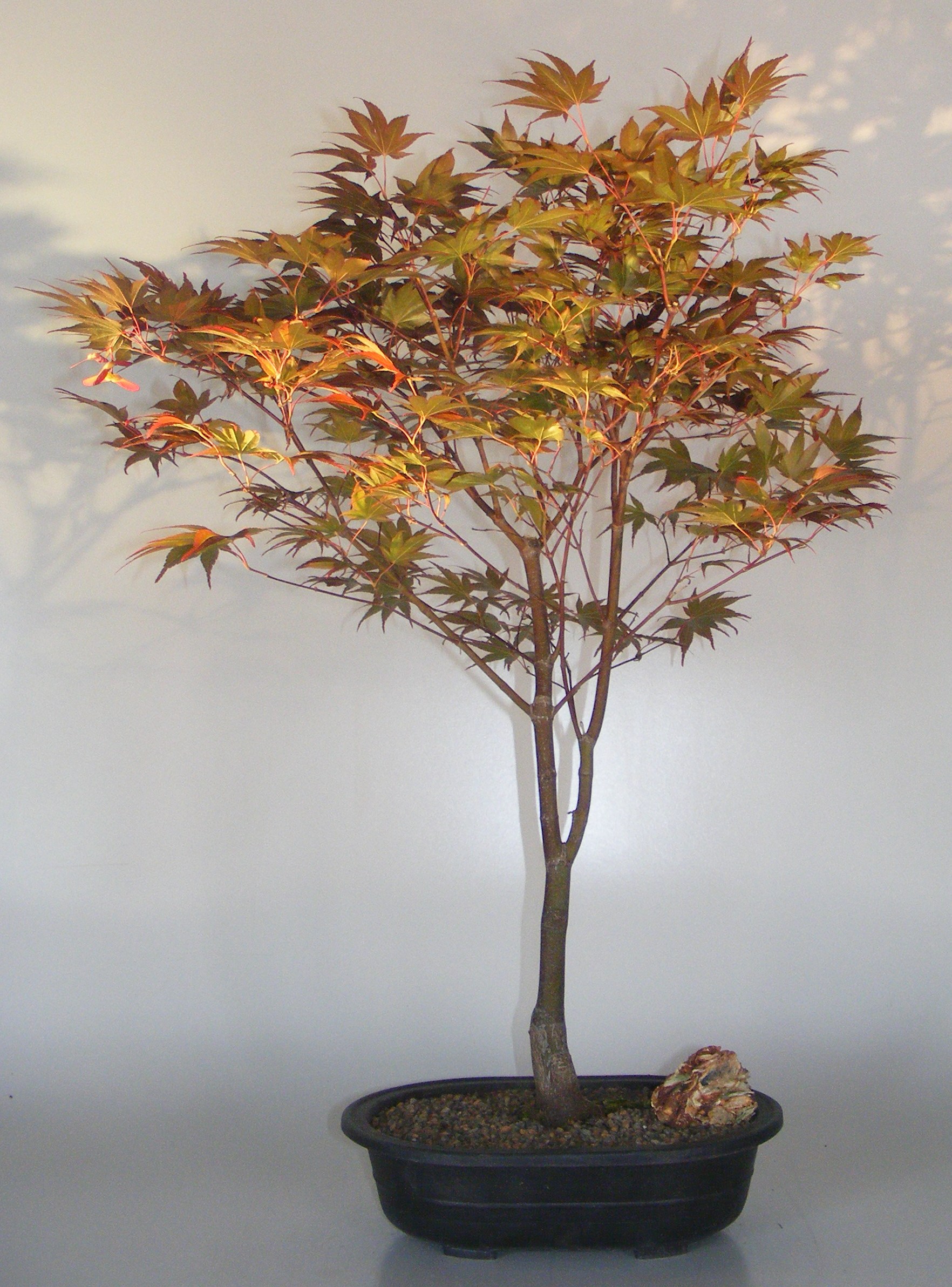 Bonsai Gakusei: Red Maple (Acer Rubrum)