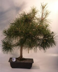 Pinus thunbergii Japanese Black Pine 'Mikawa' Bonsai Tree Live Bonsai Tree 