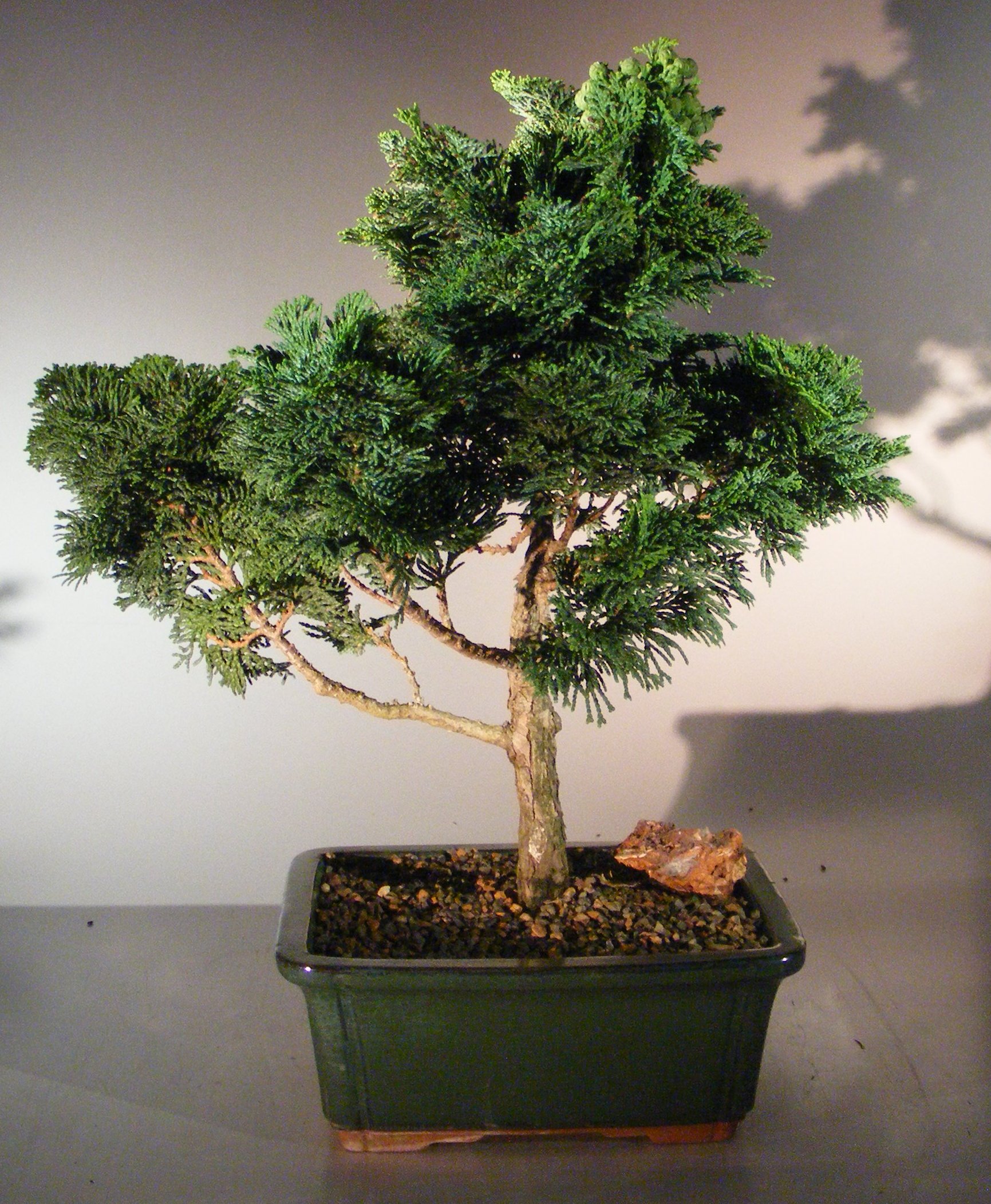 Dwarf Hinoki Cypress Bonsai Tree Chamecyparis Gracillis,Anniversary Gift Ideas For Girlfriend